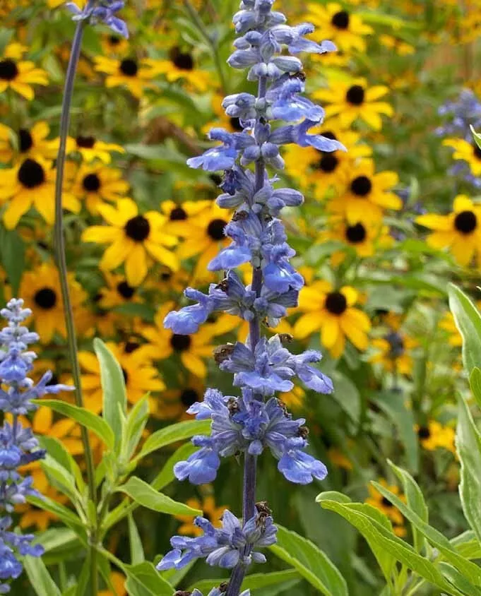 Blue Sage (Salvia) – 500 Non-GMO Perennial Seeds | USA-Grown - $154.75 MXN