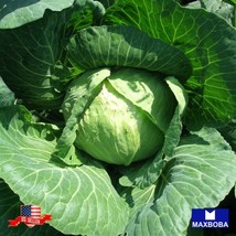 Non-Gmo 225 Golden Acre - Cabbage Seeds Heirloom Vegetable Garden Usa Shipping - £4.85 GBP