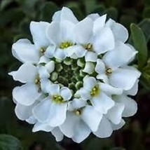 New Fresh Seeds 50 Iberis Brilliant White Candytuft Flower Seeds - £20.76 GBP