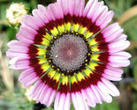 200 pcs painted mix daisy flower seeds  mnts thumb155 crop