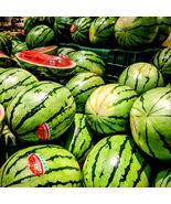 Lazy Melon King Watermelon Bonsai red Meat Garden Balcony Potted Fruit -... - $8.17