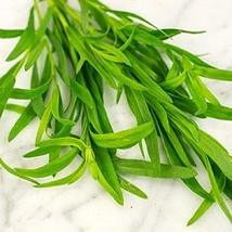 Russian Tarragon Herb Seeds - 50 Count Seed Pack - Non-GMO - A Leafy Green herb  - £2.35 GBP