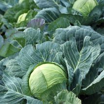 Copenhagen Market Cabbage - Seeds - Organic - Non Gmo - Heirloom Seeds - £4.78 GBP