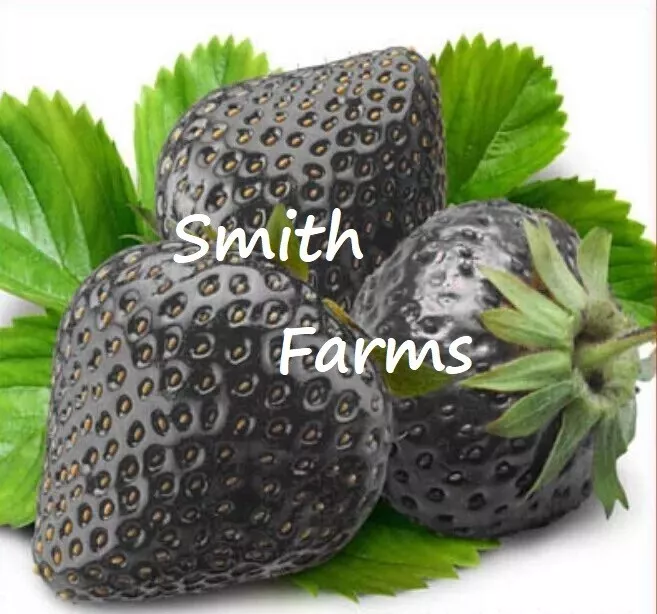 200+ Seeds Black Strawberries Fresh Juicy Garden Fruit Easy to Grow Stra... - $11.39
