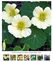 10 pcs Nasturtium Bonsai Easy Planting Flower Hanging Plants New Garden Plant Fr - £7.98 GBP