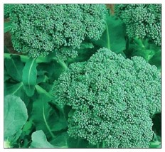 New Fresh Seeds 300 600 Broccoli Seeds Waltham 29 Broccoli Organic - $6.98