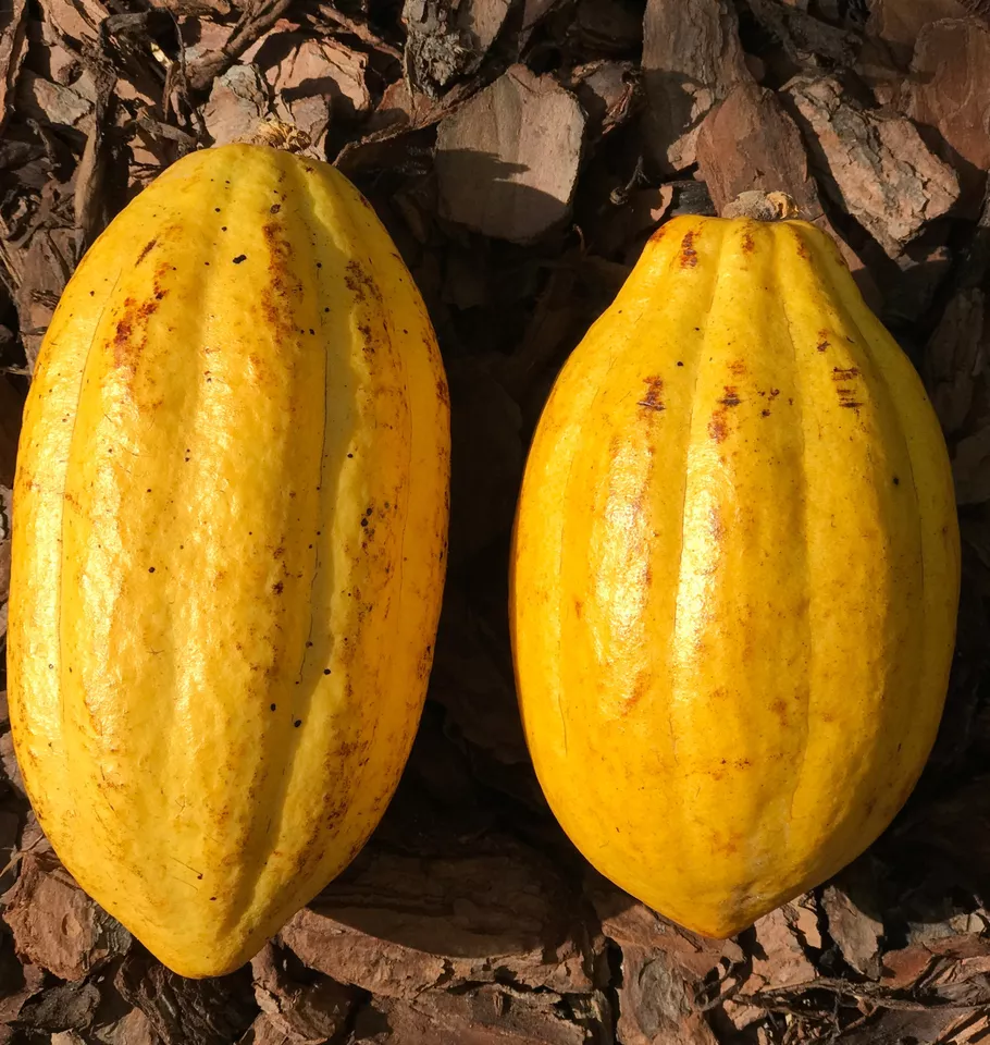 Fruit Tree: Theobroma cacao Forastero Chocolate Live Plant (24”-36”) - £62.98 GBP