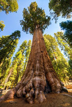 Giant Sequoia Sierra Redwood Seeds - £10.94 GBP