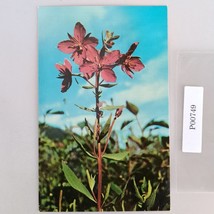 Rock Rose Dwarf Fireweed Flower Alaska Vtg 1960s Postcard Dedman&#39;s Photo... - $6.88