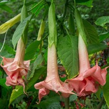 10 Triple Pink Angel Trumpet Seeds Flowers Seed Flower Brugmansia  - £13.18 GBP