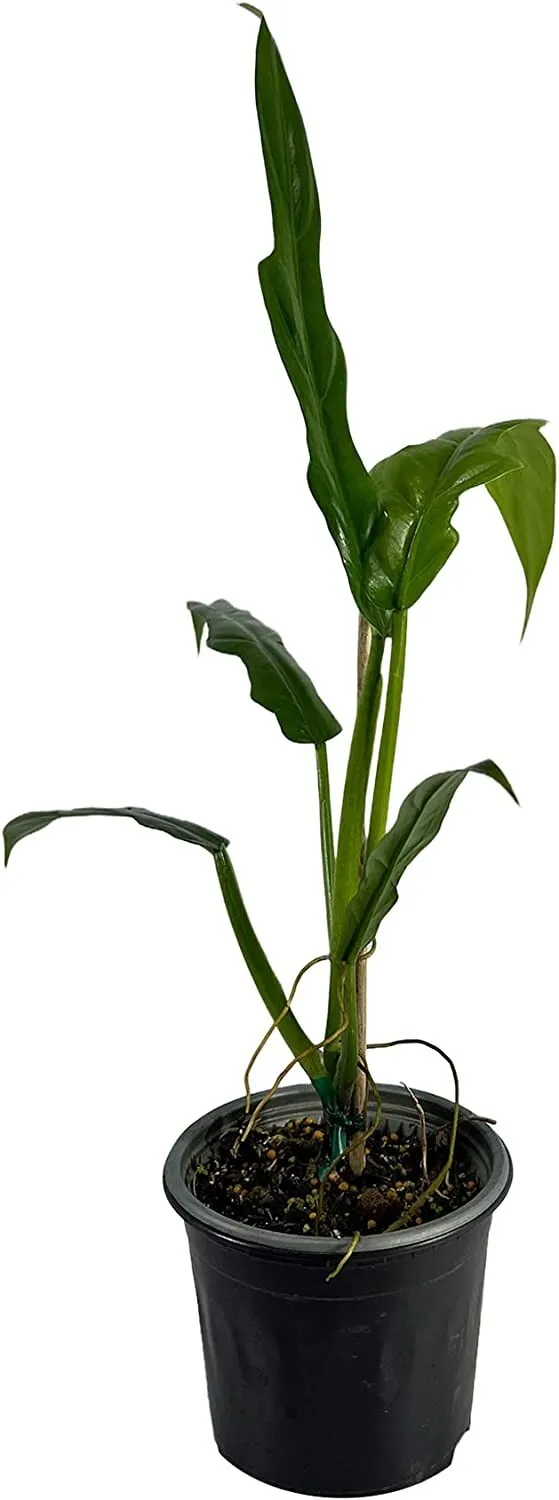 Philodendron Selloum Green Live house Plant for indoor - £65.94 GBP