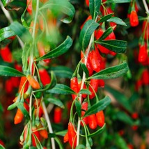 Phoenix Tears Goji Berry 2.5” container, dormant, no leaves - $25.00