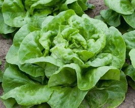 Butter Crunch Lettuce Seeds 600+ Butterhead Vegetable  From US - $7.06