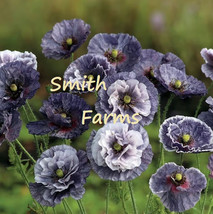 100 Seeds Amazing Grey Poppy Flowers Easy To Grow Garden From US - £7.90 GBP