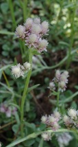 Antennaria Neglecta Prairie Pussytoes 300 Seeds for Planting | Asteraceae Family - $17.00