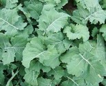 Premier Kale Seeds 500 Early Hanover Garden Vegetable Green Salad Fast S... - $8.99