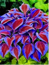 SG 150 Seeds Stunning Hosta Seeds: Deep Red and Blue-Green Foliage Mix - £5.03 GBP