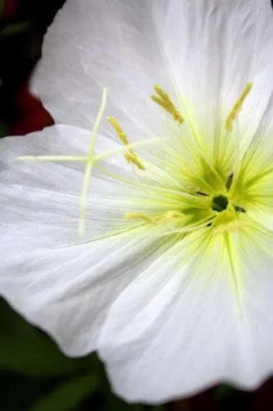 Top Seller 250 White Pale Evening Primrose Buttercup Sundrops Oenothera ... - $14.60