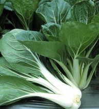 200 Seeds Pechay Chinesecabbage Seeds Pak Choi Talstem USA Garden - £7.50 GBP