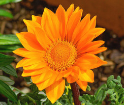 Gazania Leader Orange Gazania Rigens 100 Bulk Seeds Fresh - £32.15 GBP