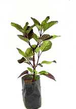  Tulsi Ayurvedic Indoor live  Plant With Black Plastic Pot 4 Inch Size - £15.98 GBP
