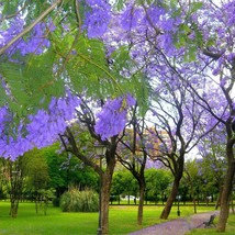 Jacaranda Mimosifolia Black Poui Blue Jacaranda 50 Seeds Usa Fast Shipping - $19.20