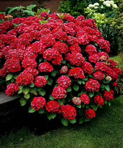 Akadama Hydrangea Starter Plant Opens Pink Then Deepens To Red Fast Ship... - $45.03