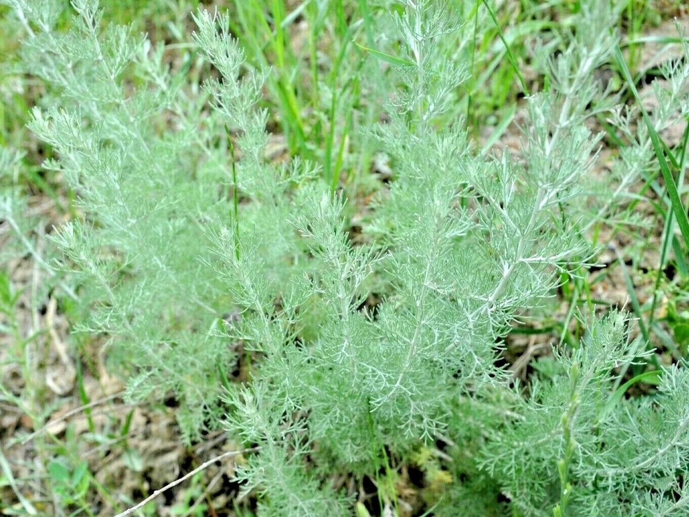 1000 Wormwood Seeds Pest Mosquito Deer Repellent Herb Medicinal Perennial - $3.98