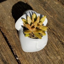 Elephant Planter & Succulent, 4" grey ceramic animal, Golden Glow Sedum Adolphi  image 5