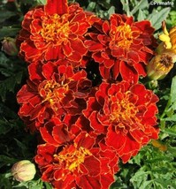 marigold dwarf single rusty red - code 852 - $4.99