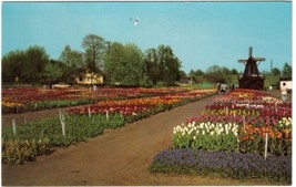 Michigan Postcard Holland Nelis Tulip Farm - £1.70 GBP