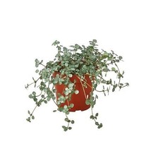 Nettle &#39;Silver Sparkle&#39;-4&quot; Pot - $528.89 MXN