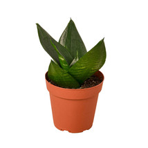 4&quot; Pot - Snake Plant Jade - Houseplant - Living room - Gardening - FREE SHIP - £32.86 GBP