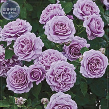 Qun feng&#39; Light Purple Rose Tree, 50 Seeds, Professional Pack, big blooms strong - £2.78 GBP