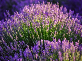 Lavender Seeds - Organic &amp; Non Gmo Lavender Seeds - Vera English Variety... - $2.69