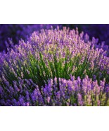 Lavender Seeds - Organic & Non Gmo Lavender Seeds - Vera English Variety - Grow  - $2.69