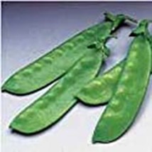 Oregon Sugar Pod II Snow Peas Seeds (((25 Seed Packet))) (More Heirloom, Organic - £3.66 GBP