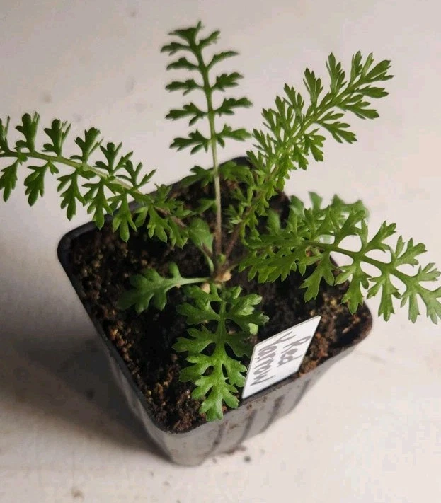 Red Yarrow (Achillea millefolium- rubra), Seedling plant - $35.61
