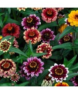 100 Pcs Aztec Sunset Zinnia Seeds for Garden Planting - $10.99