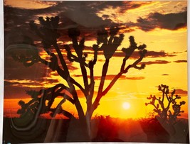 11x14&quot; Glossy Photo Arizona Landscape Photography Scene Joshua Trees at Sunset - £22.79 GBP