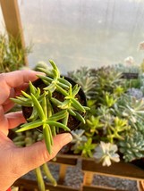 Succulent Crassula Tetragona Mini Pine Tree 2.5” Pot Live Plant - £4.74 GBP