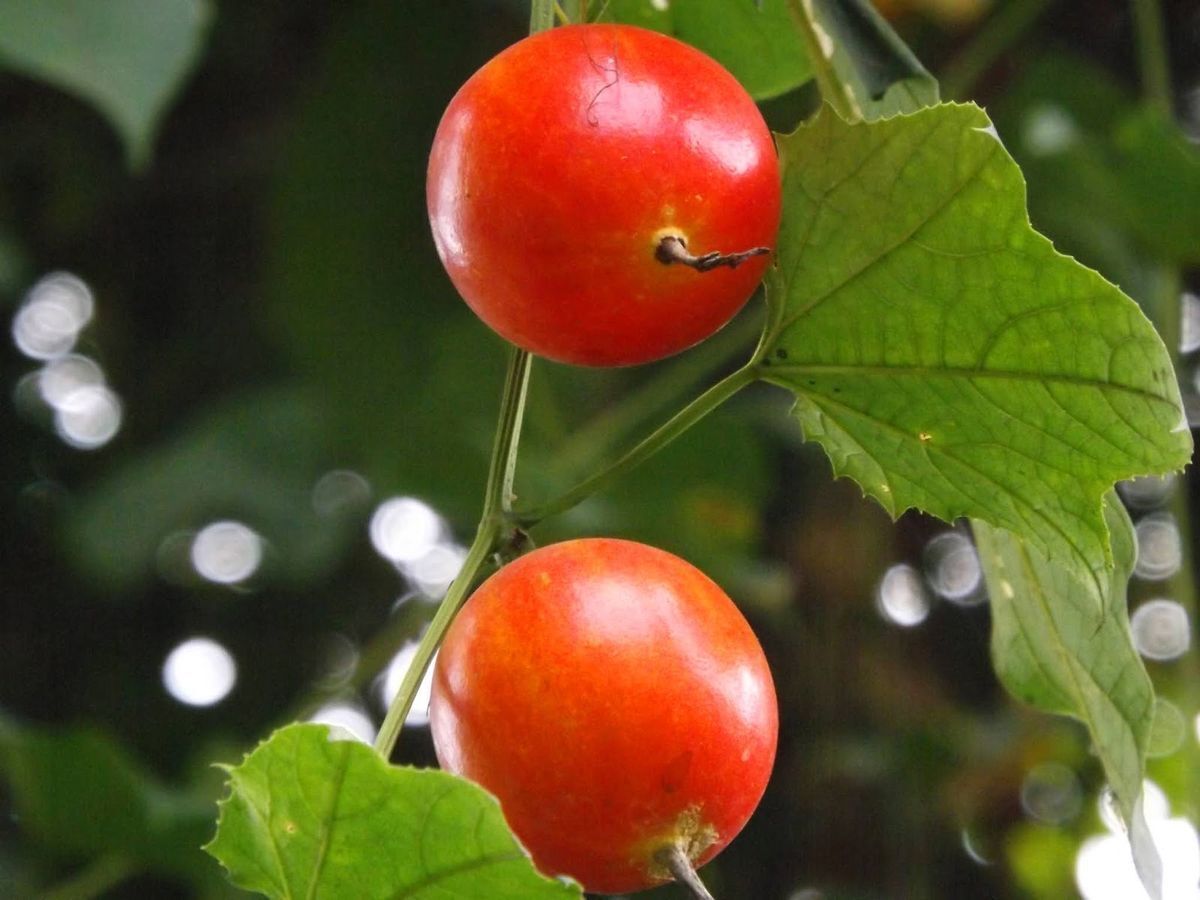 Trichosanthes Tricuspidata Indrayan 5 seeds Fresh Gardening - $17.96