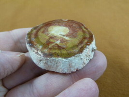 R805-27) genuine fossil Petrified Wood slice specimen Madagascar organic... - £11.72 GBP
