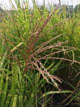 Sinensis ‘Zebrinus’ Zebra Grass 40 Seeds 100 Seed/Pack - $271.42 MXN