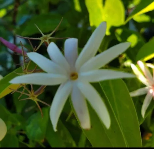 Angel Wing Jasmine Starter Live Plant 5 To 7 Inch Jasmine Nitidumstar Ja... - $16.40 CAD