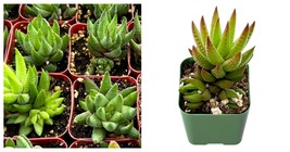 Haworthia Rubrobrunnea Live Succulent Rooted in 2&#39;&#39; Planter - $24.99