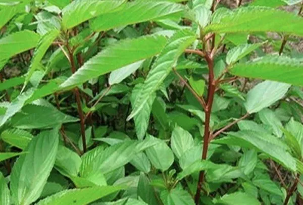 Red Egyptian Spinach Molokhia Jute 400+ Seeds - £10.20 GBP