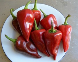 Pimiento del Piquillo spanish chilli seeds heirloom sweet pepper seeds - $2.50