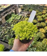 Gold Dust Sedum |Gold Moss Sedum | Sedum japonicum | Toyko Sun | 4 In Pot - $13.57 CAD