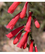 150 Eatons Red Firecracker Penstemon Eatonii Native Hummingbird Flower Seeds Fre - $16.00